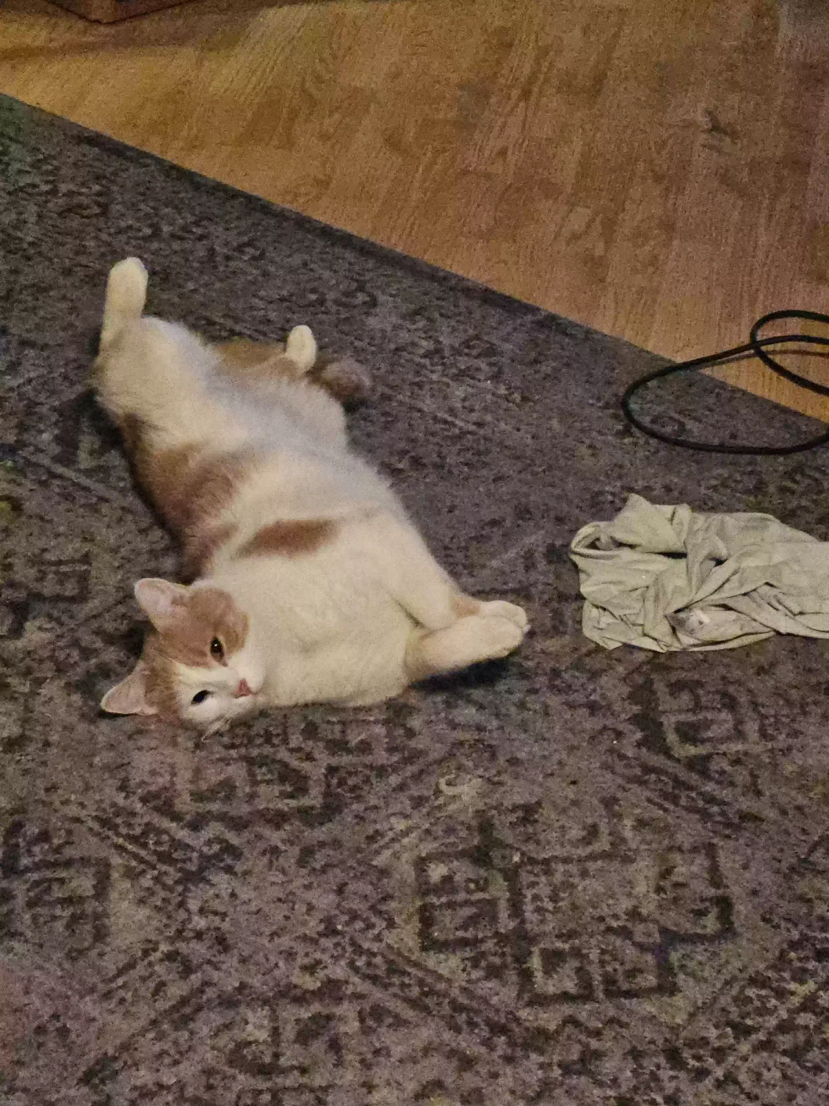Lost cat in South Jordan, UT, 84095