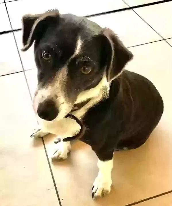 Lost dog in Los Angeles, CA, 90039