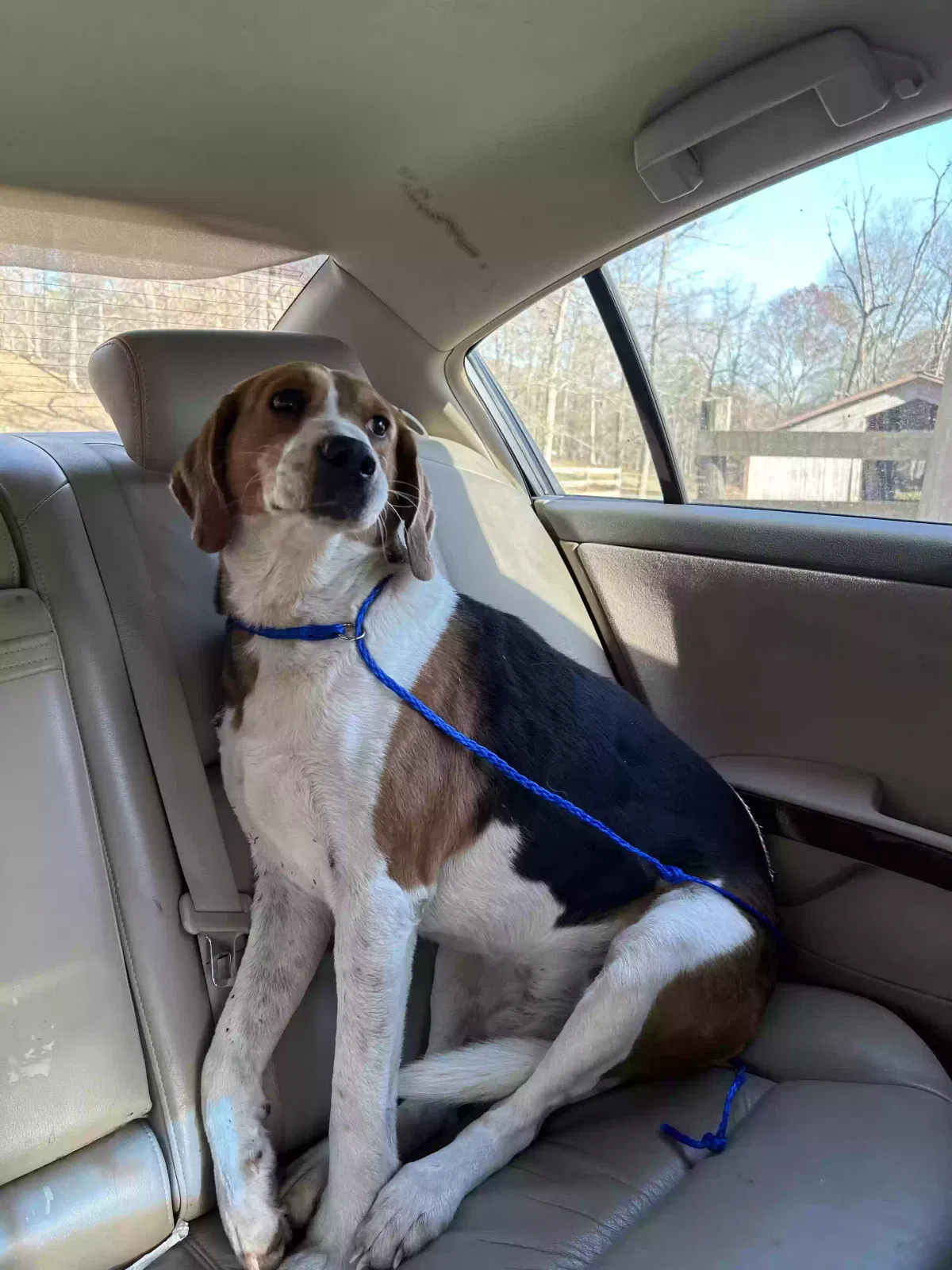 Found dog in Piedmont, MO, 63957