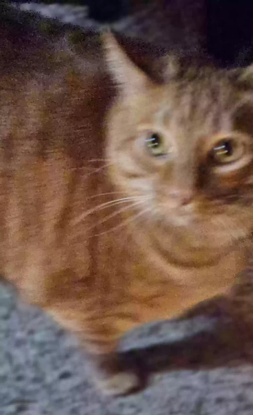 Lost cat in Woods Cross, UT, 84087