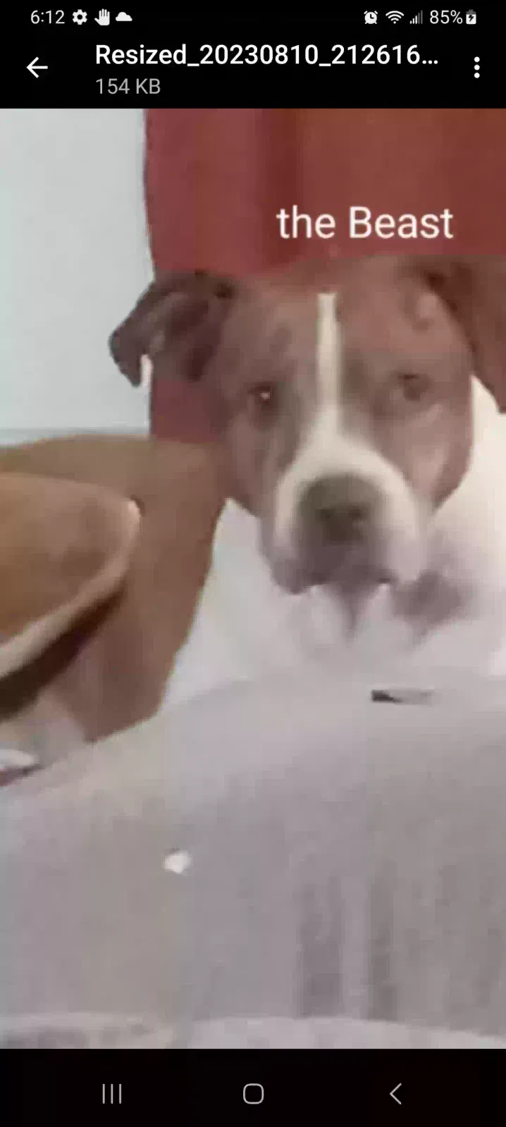 Lost dog in Houston, TX, 77029