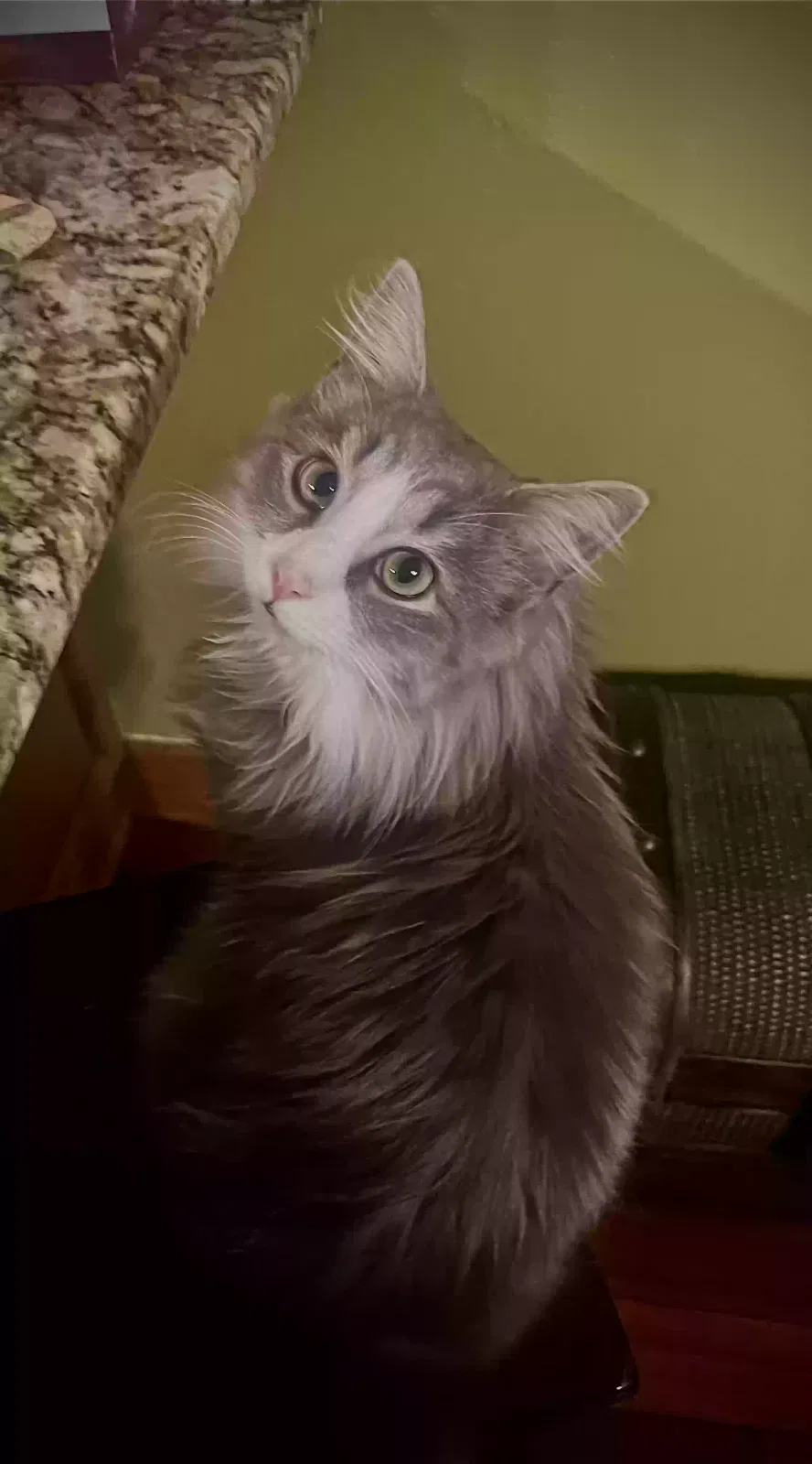 Lost cat in Rock Hill, SC, 29730