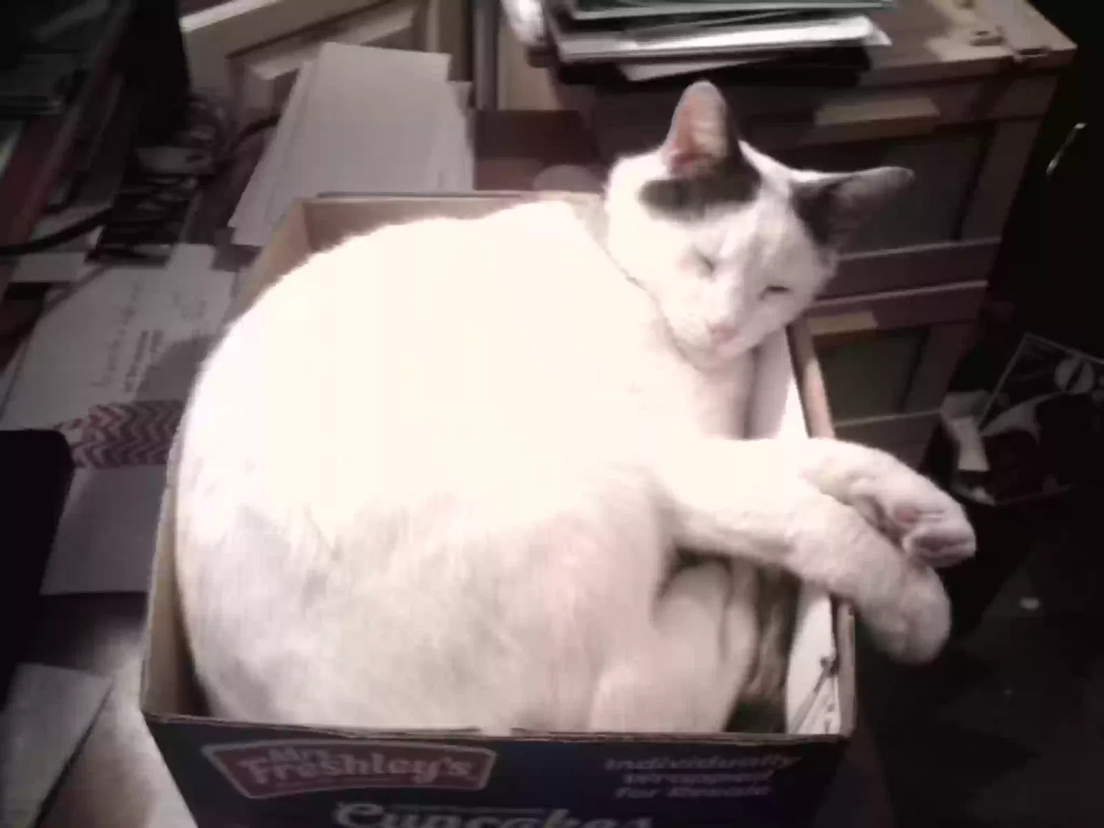 Lost cat in Riverview, FL, 33579
