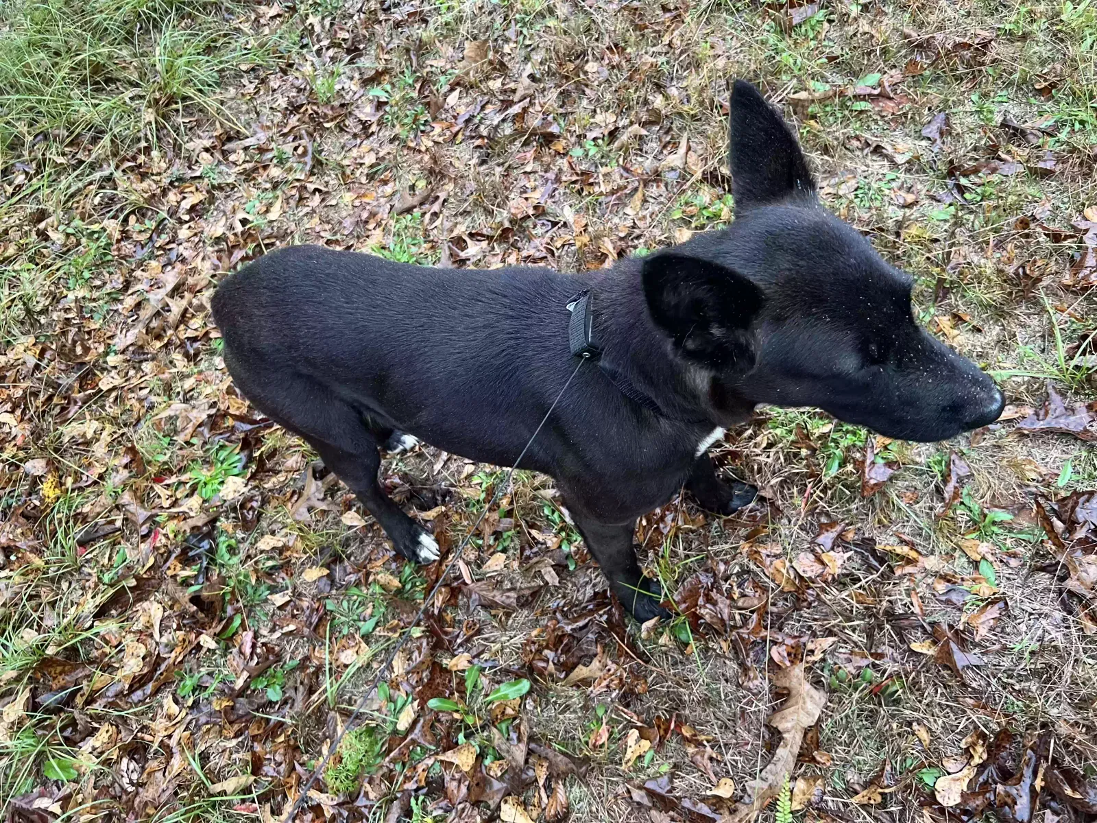 Found dog in Louisville, GA, 30434