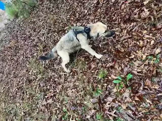 Found dog in Louisville, GA, 30434