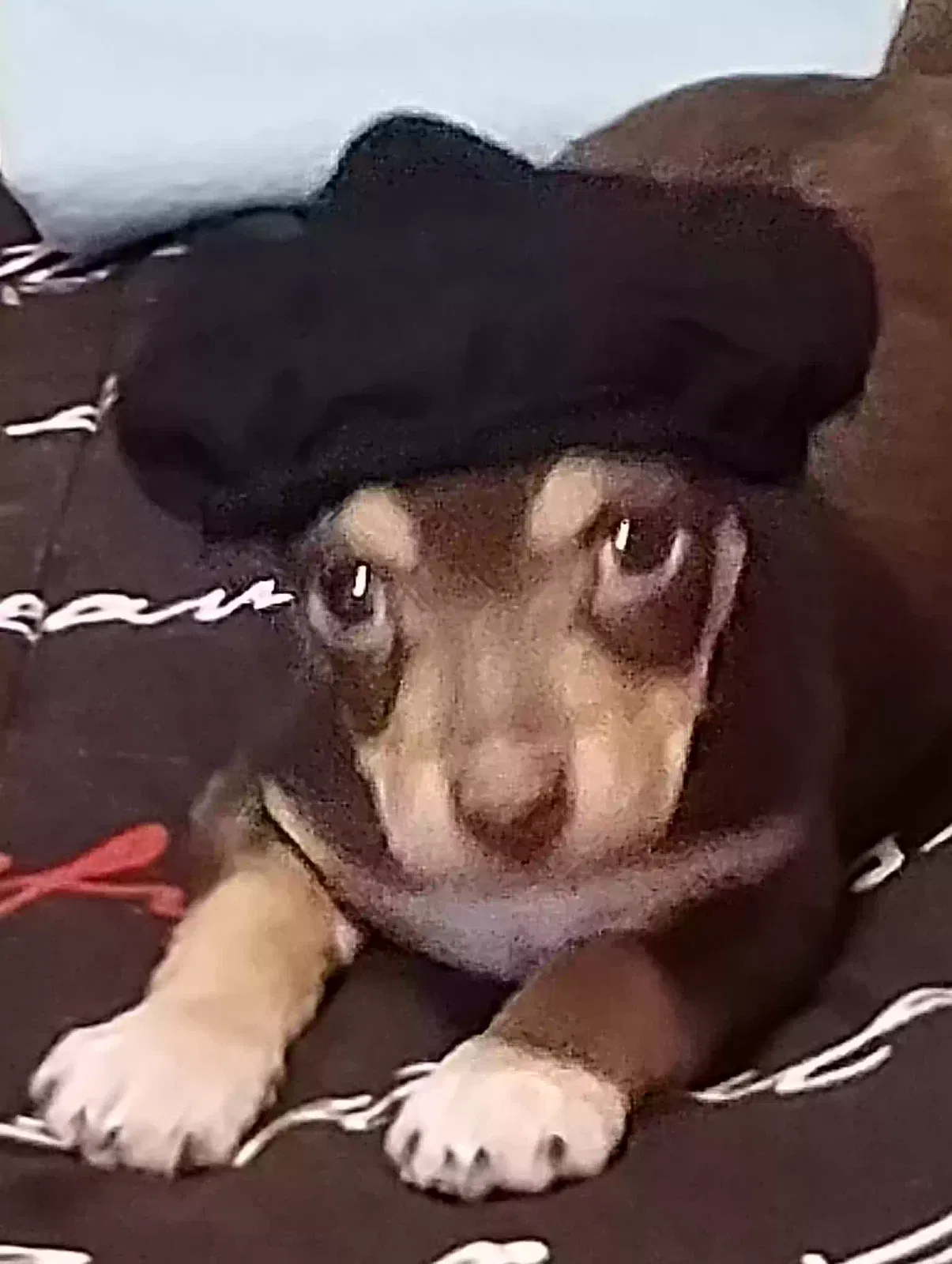 Lost dog in Fort Worth, TX, 76105
