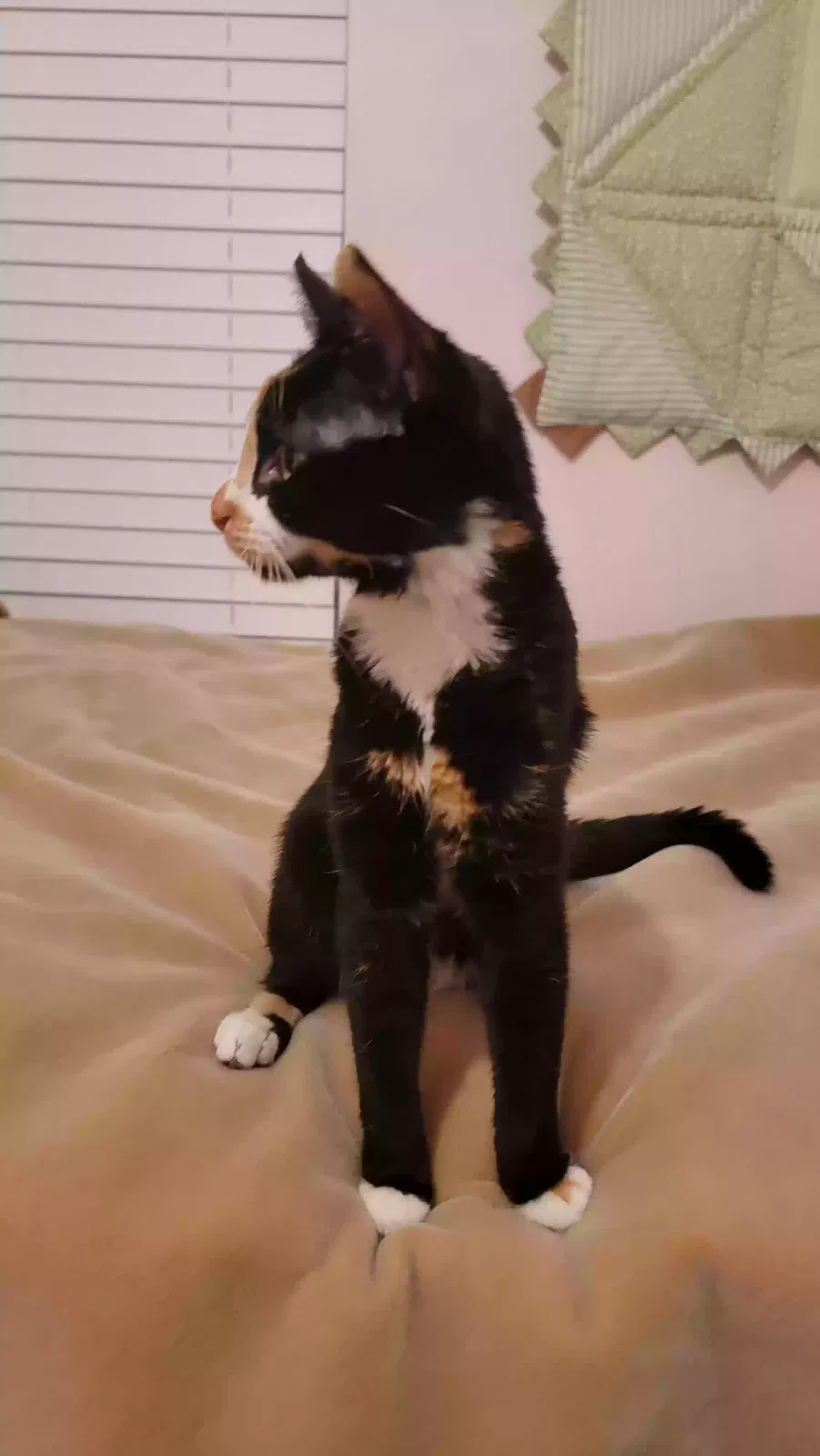 Found cat in Norcross, GA, 30092