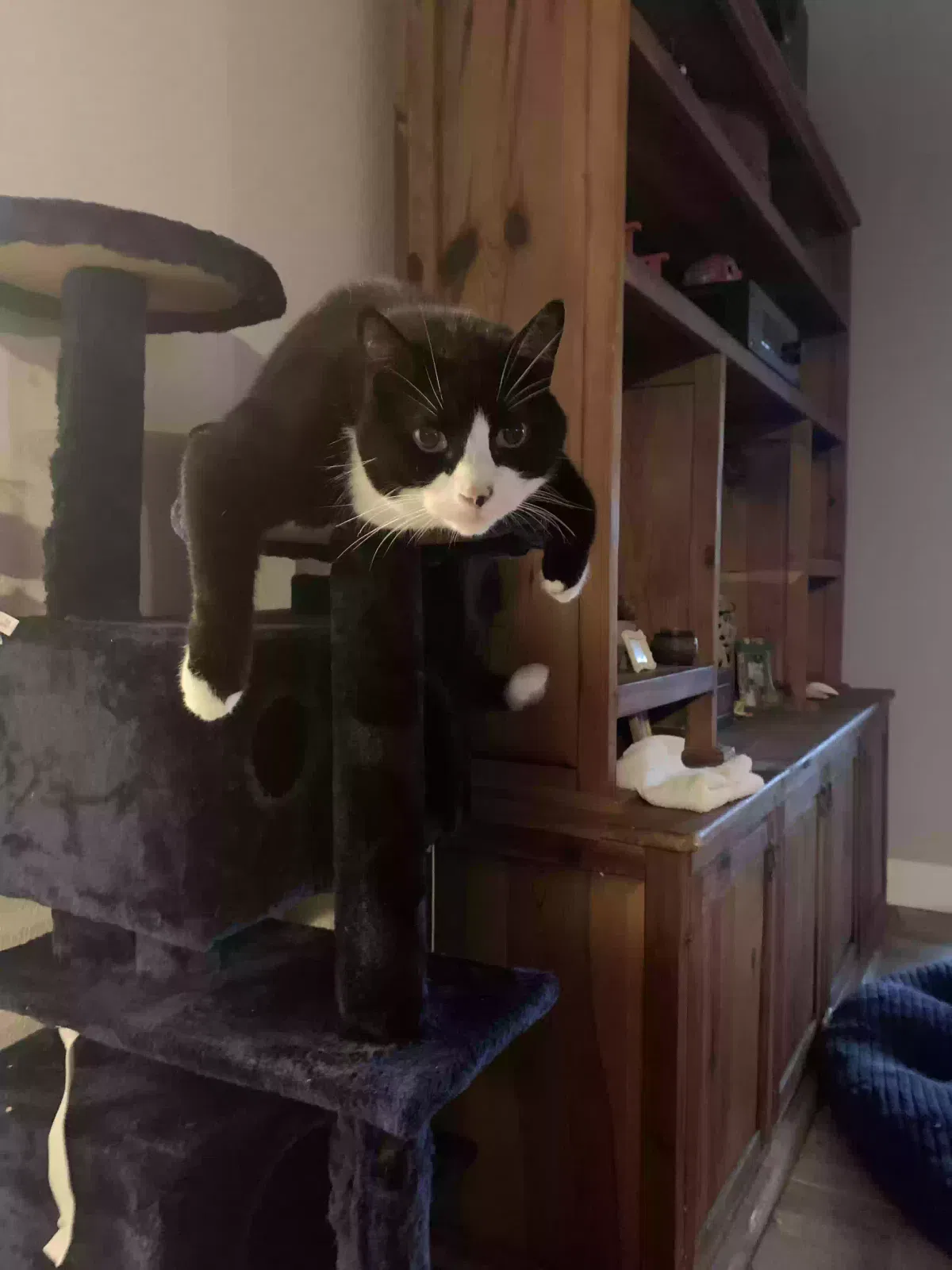 Lost cat in Port Richey, FL, 34668