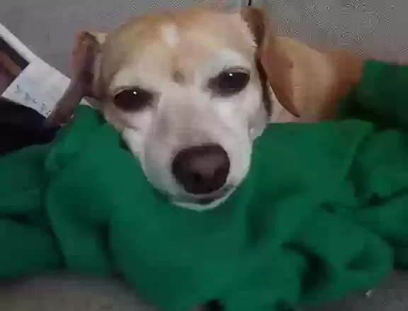 Lost dog in Tucson, AZ, 85710