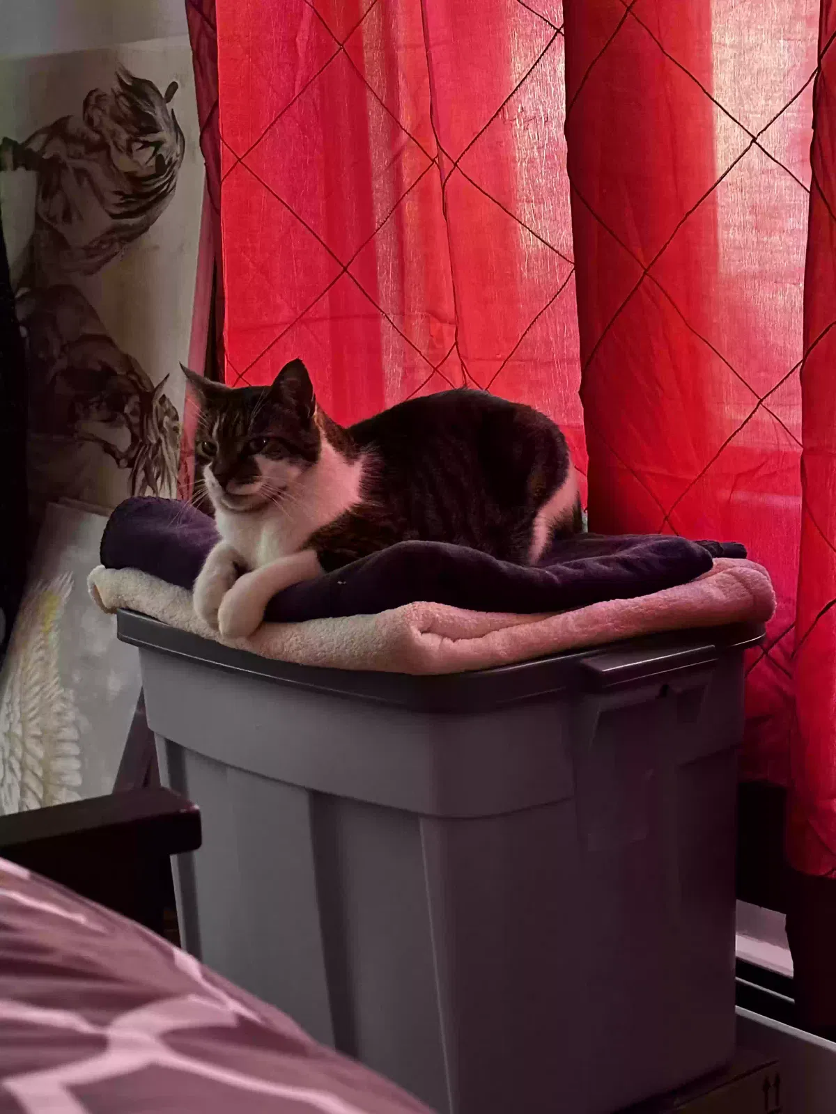 Lost cat in Mystic, CT, 6355