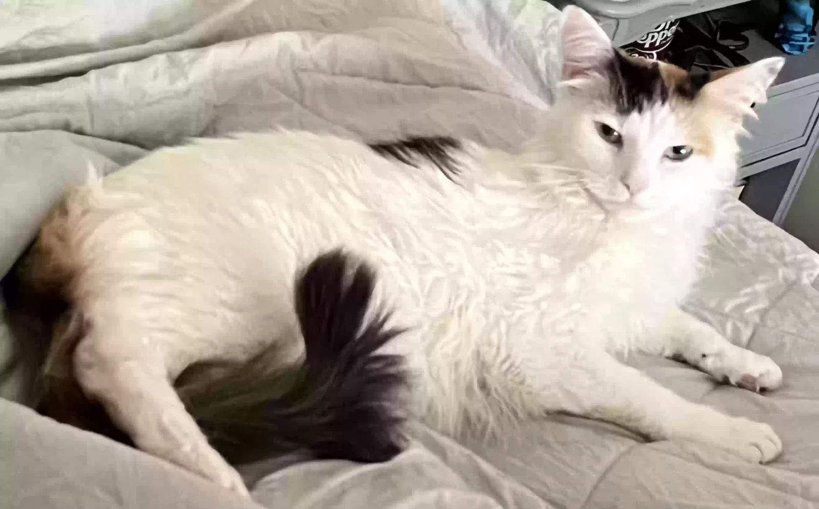Lost cat in Louisville, TN, 37777
