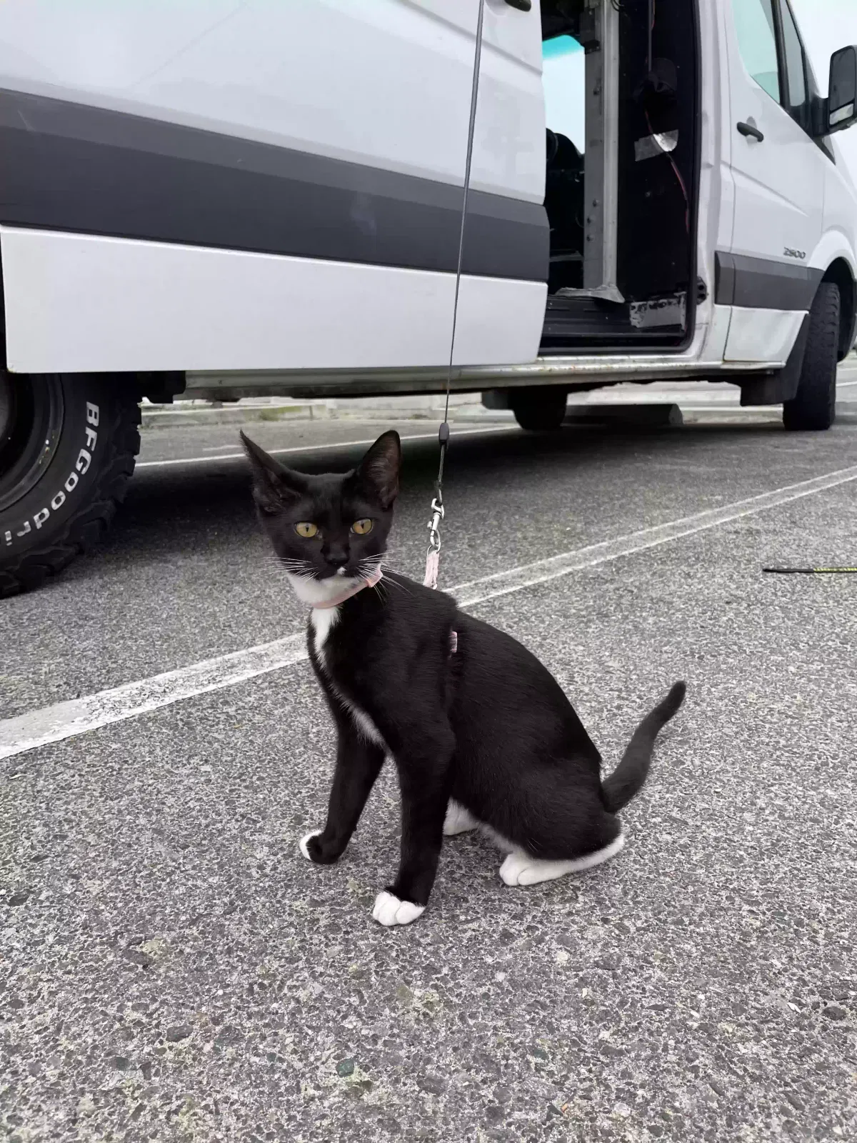 Lost cat in Huntington Beach, CA, 92646