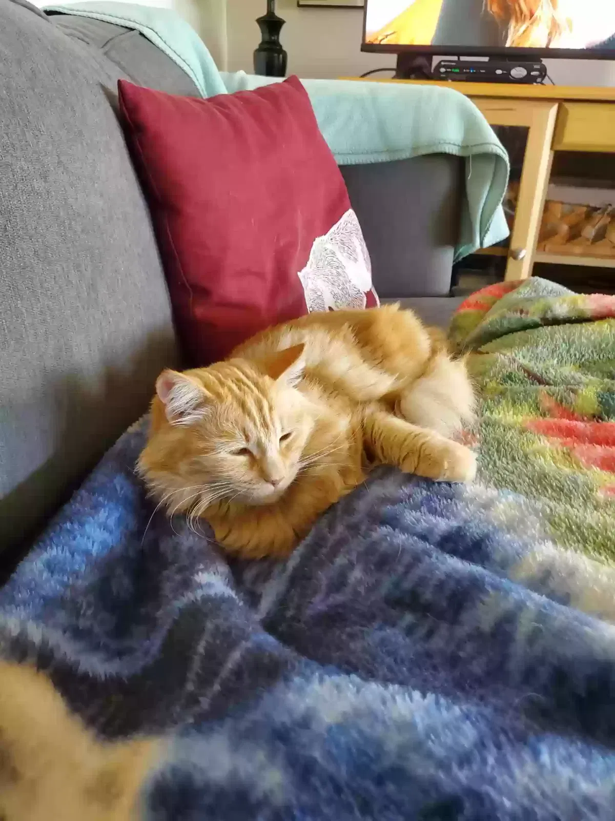 Lost cat in Lake Forest, CA, 92630