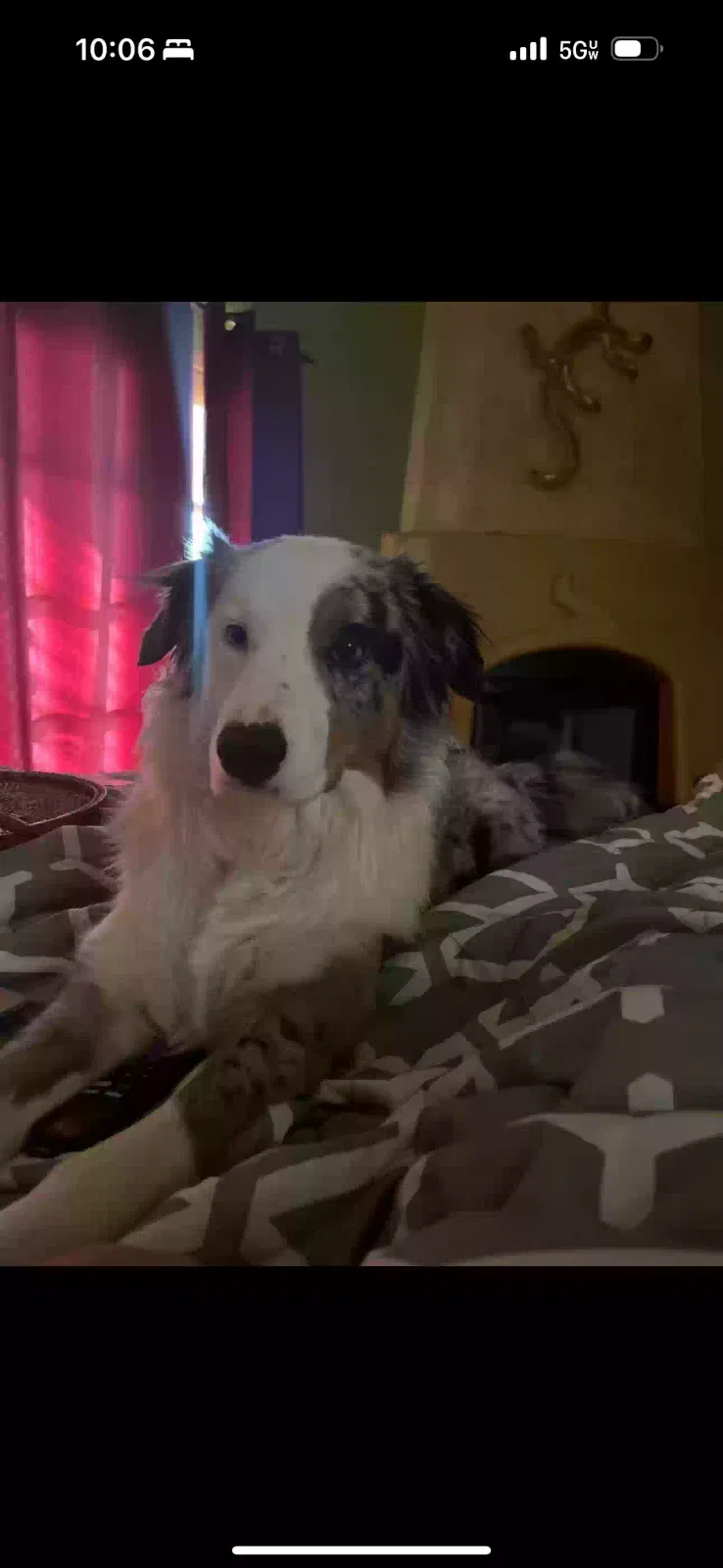 Lost dog in Goodyear, AZ, 85338