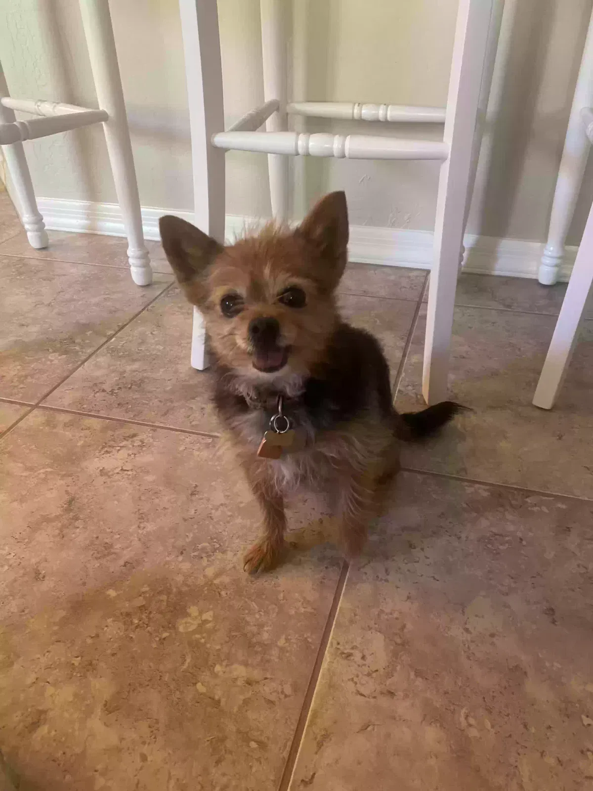 Lost dog in Phoenix, AZ, 85086