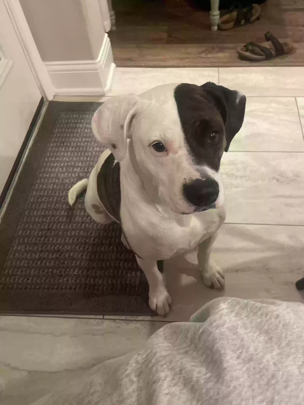 Lost dog in Spring, TX, 77379