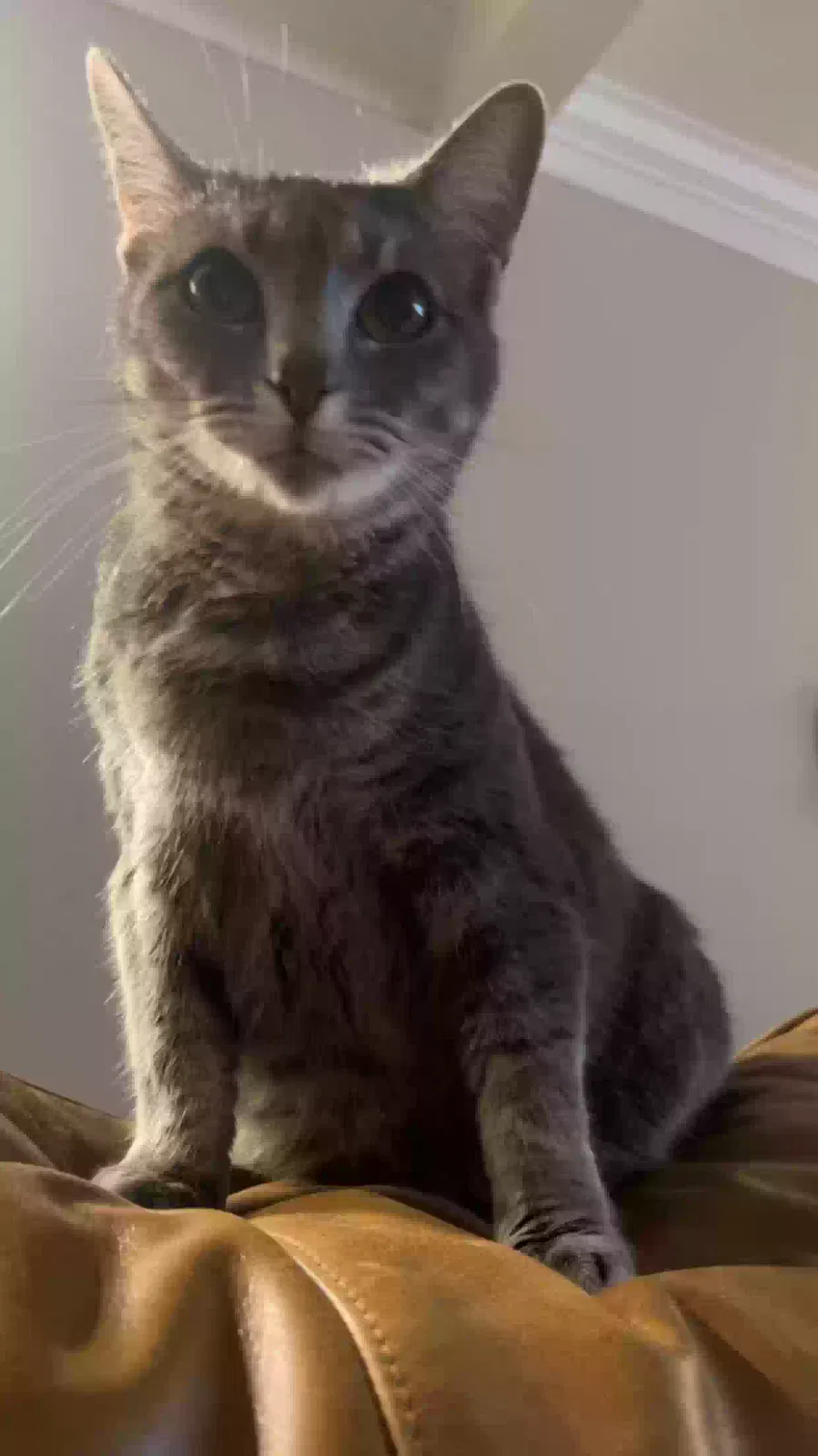 Lost cat in North Wilkesboro, NC, 28674