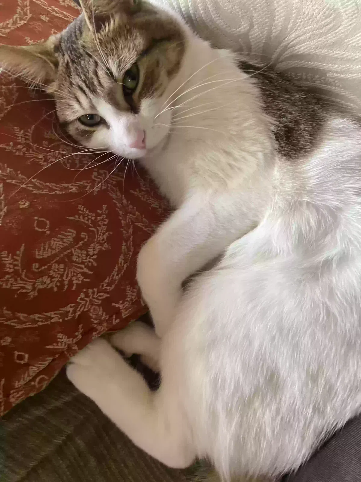 Lost cat in Chicago, IL, 60634