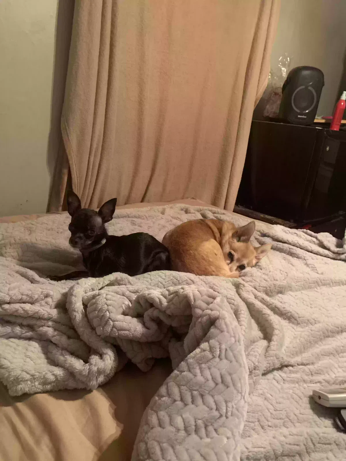Lost dog in Hixson, TN, 37343