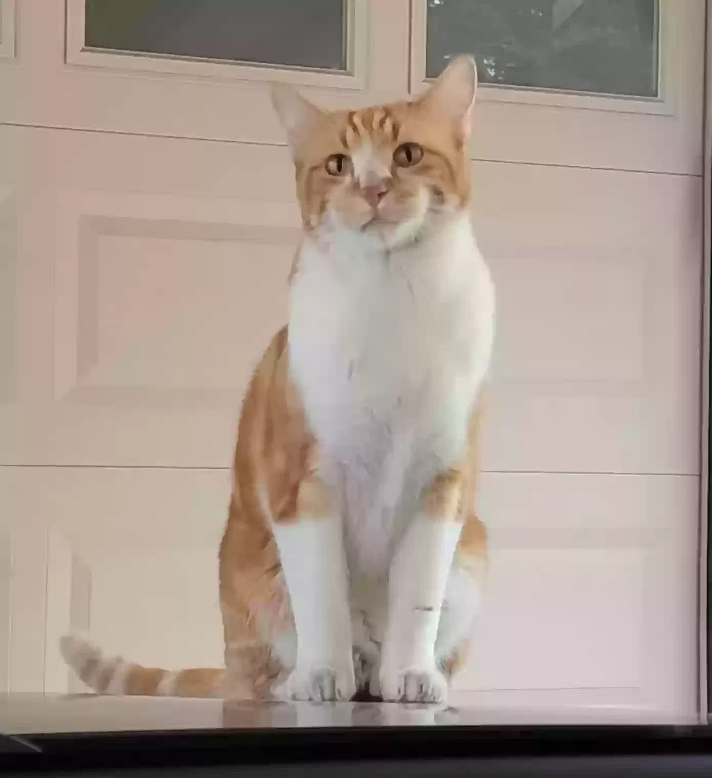 Lost cat in Helotes, TX, 78023
