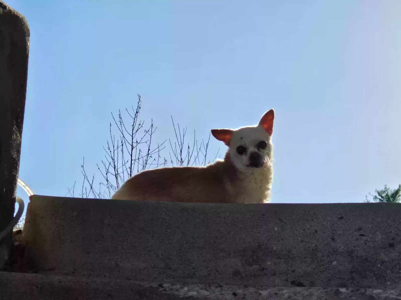 Lost dog in Salt Lake City, UT, 84129