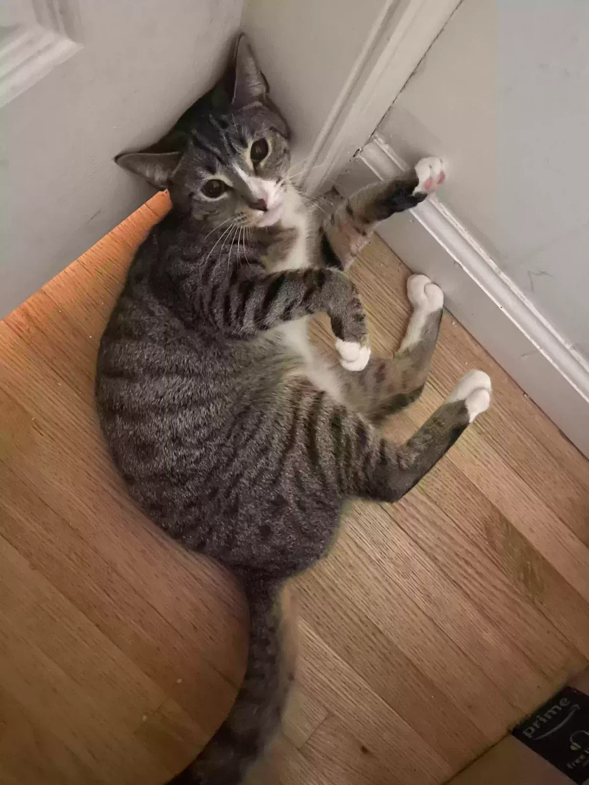 Lost cat in Staten Island, NY, 10309