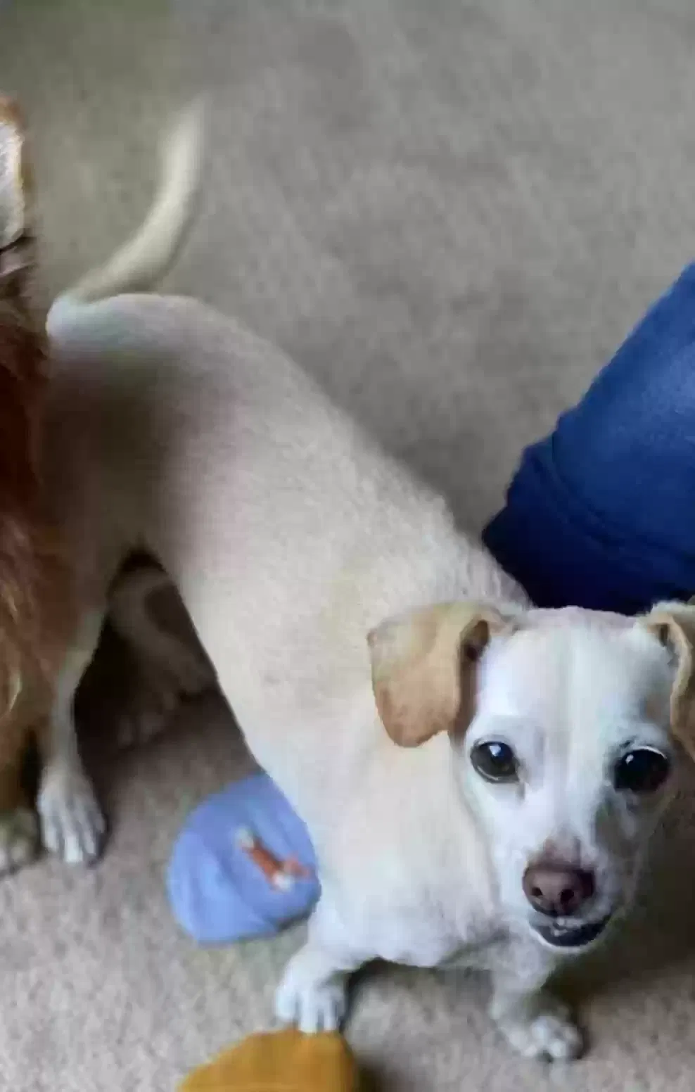 Lost dog in San Diego, CA, 92105