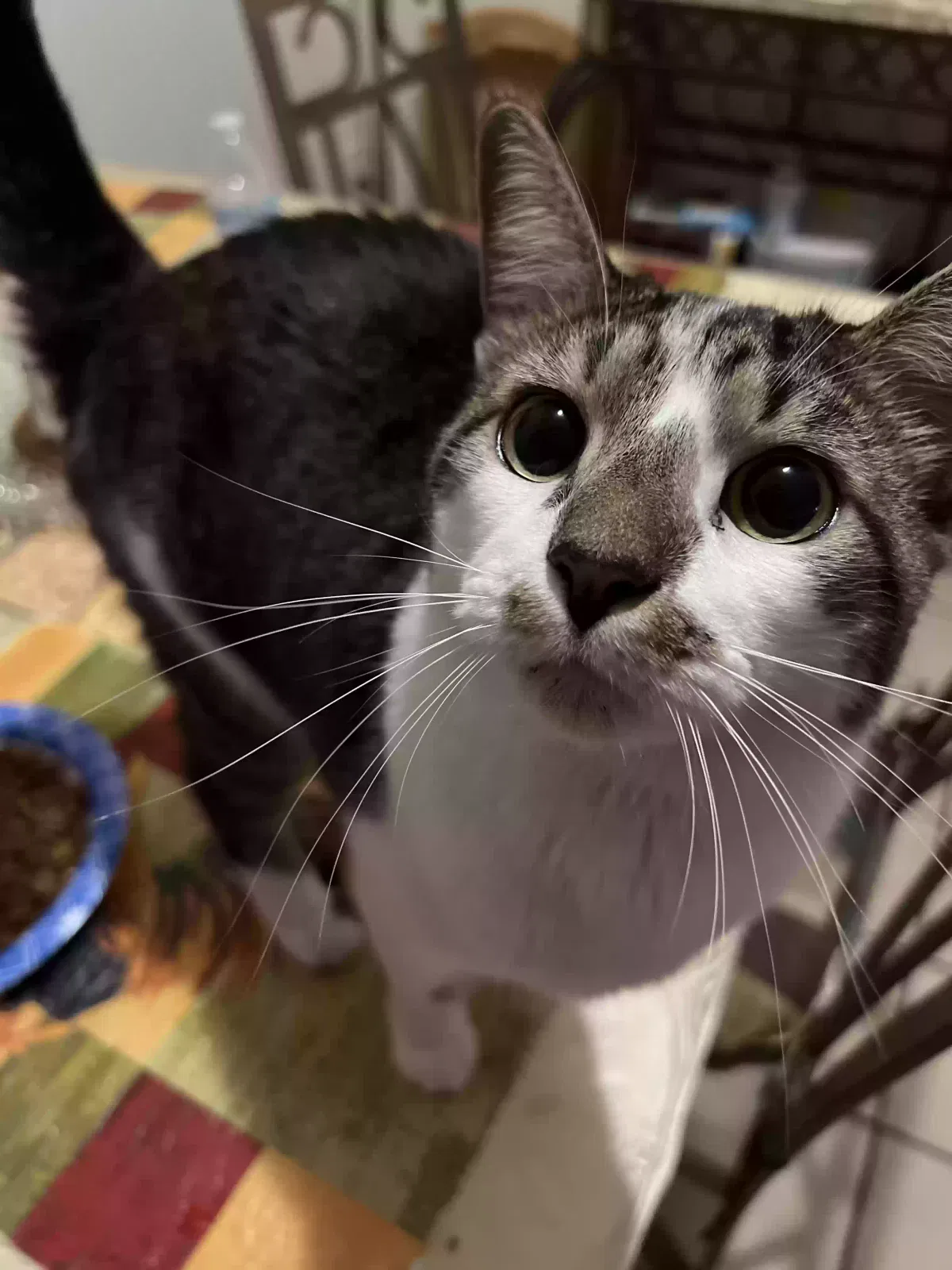 Lost cat in Boca Raton, FL, 33428