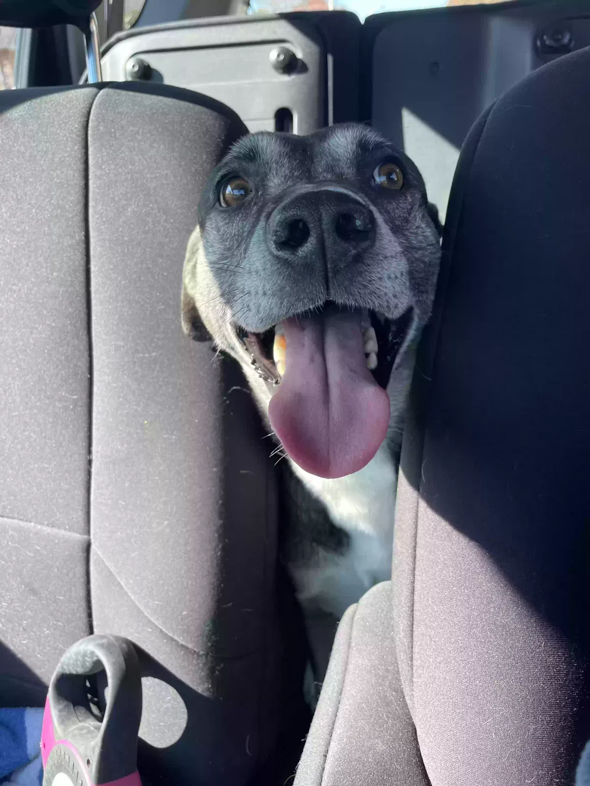 Found dog in Murfreesboro, TN, 37130