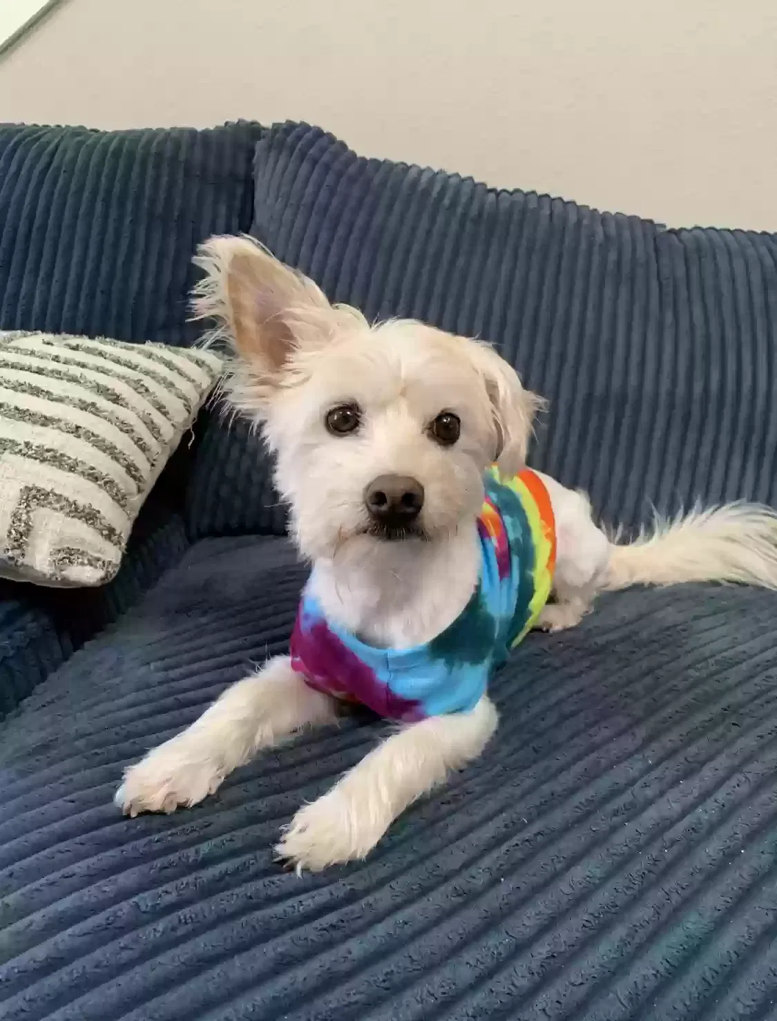 Lost dog in Stanford, CA, 94305
