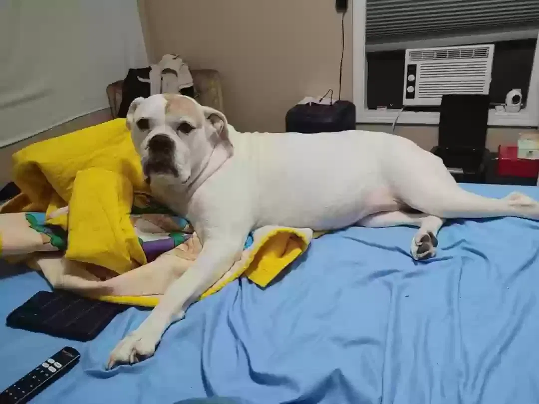 Lost dog in Jackson, TN, 38301