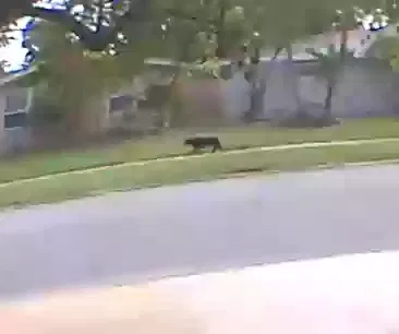 Found dog in Rockledge, FL, 32955