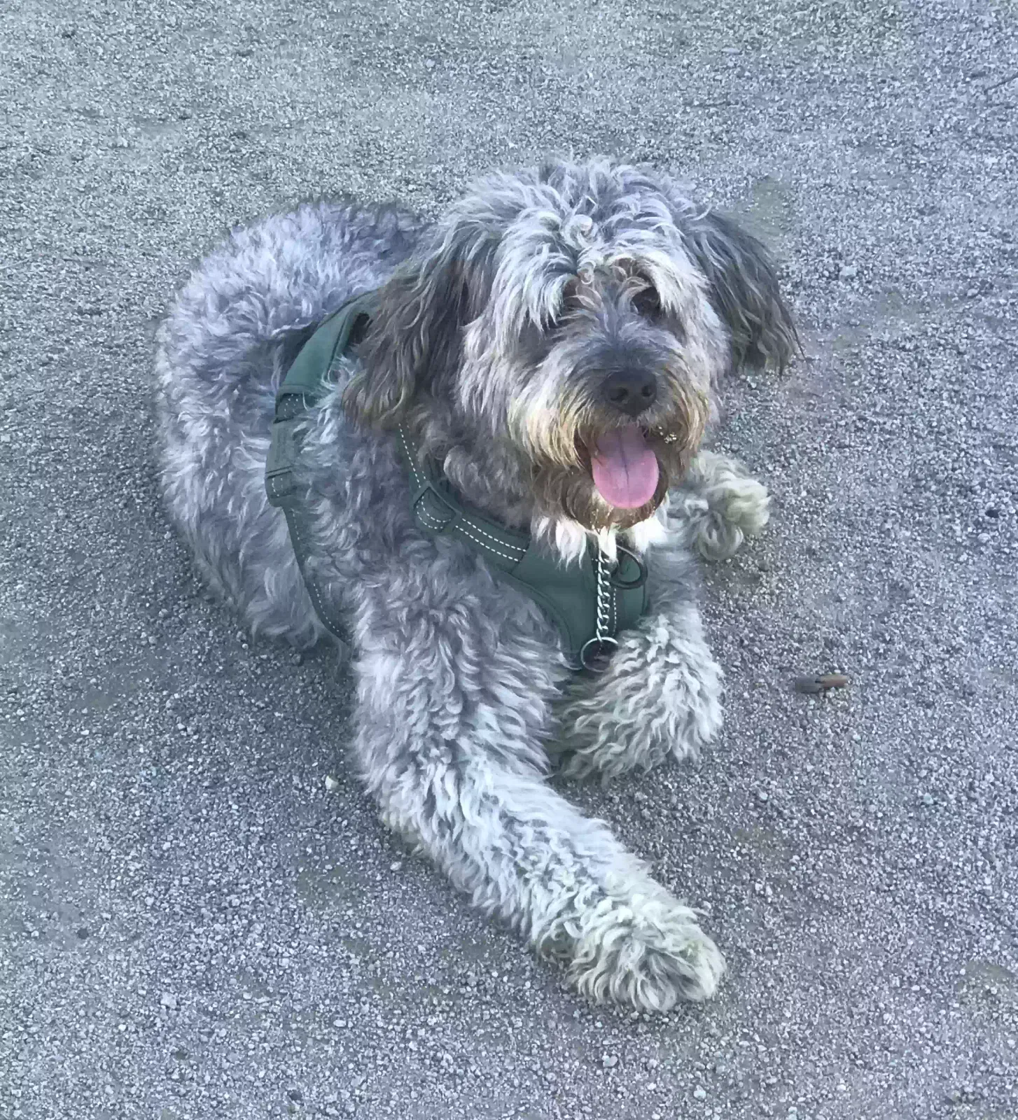 Found dog in Norco, CA, 92860
