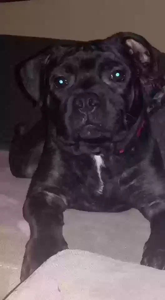 Lost dog in San Antonio, TX, 78218