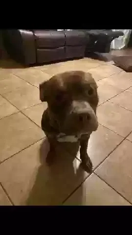 Lost dog in San Antonio, TX, 78218