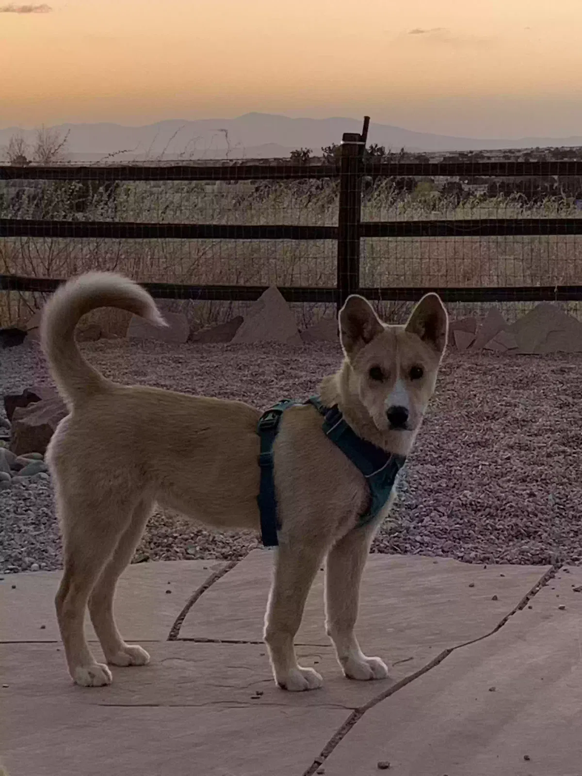 Lost dog in Santa Fe, NM, 87508