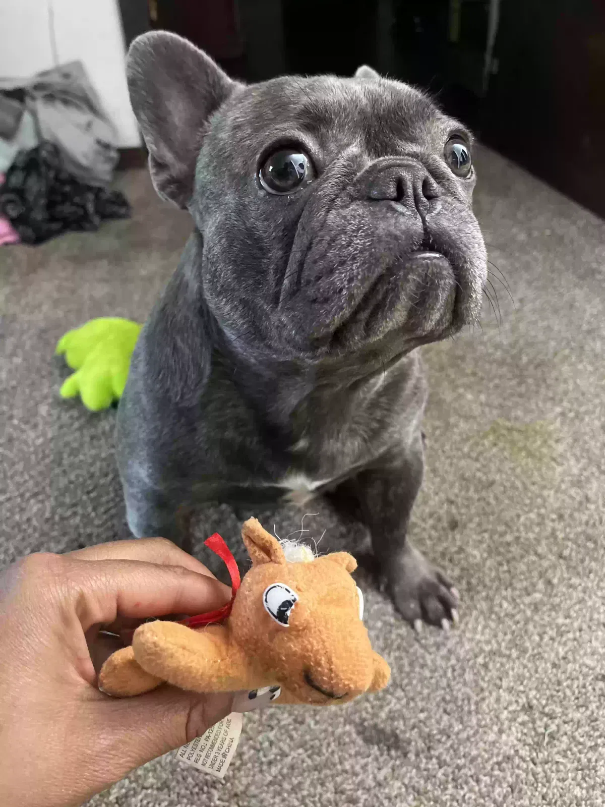 Lost dog in Oklahoma City, OK, 73114