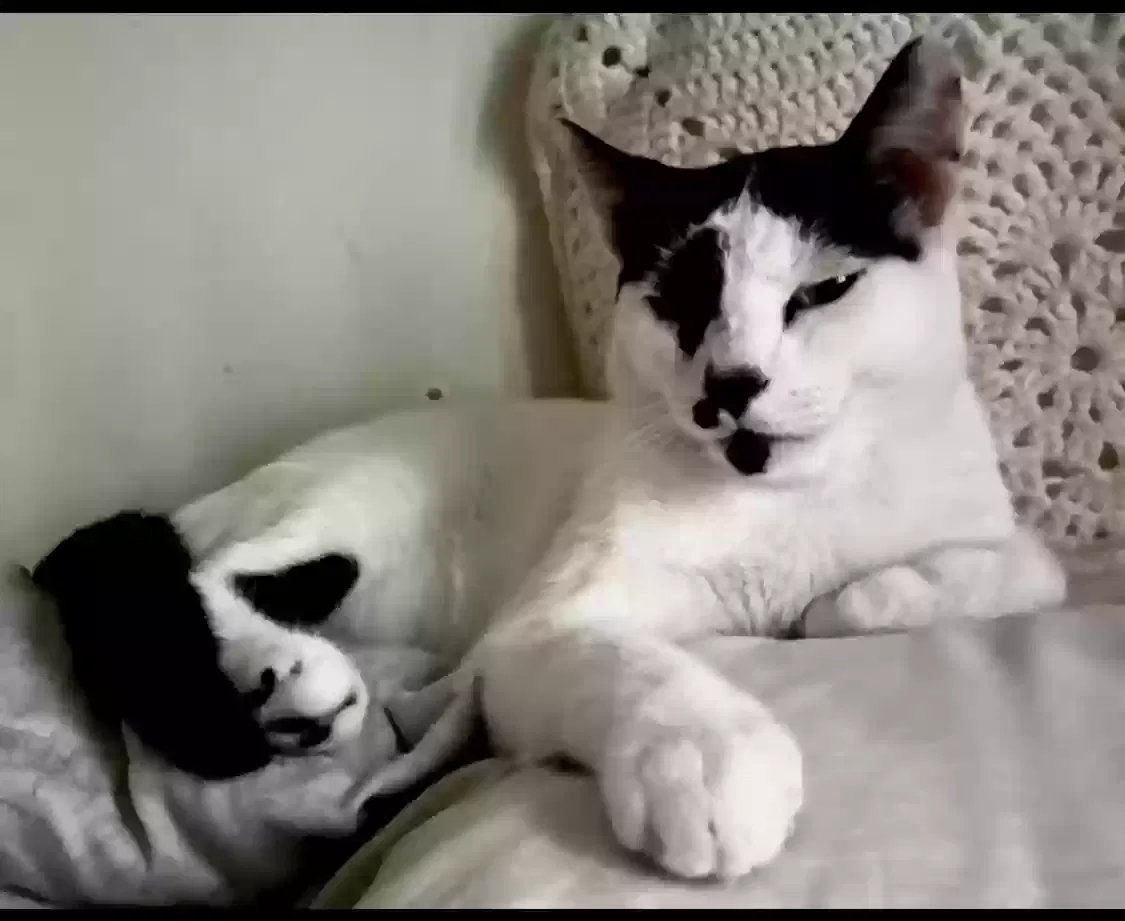 Lost cat in Lake Worth, FL, 33467