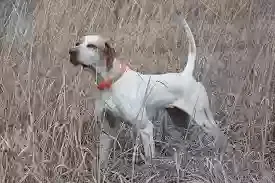 Found dog in Leland, NC, 28451