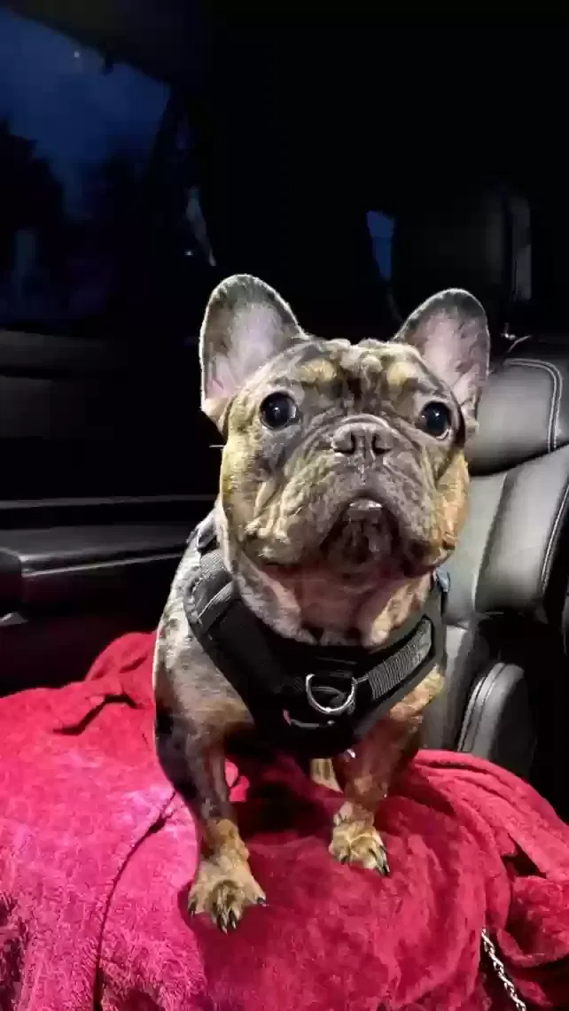 Lost dog in Glenolden, PA, 19036