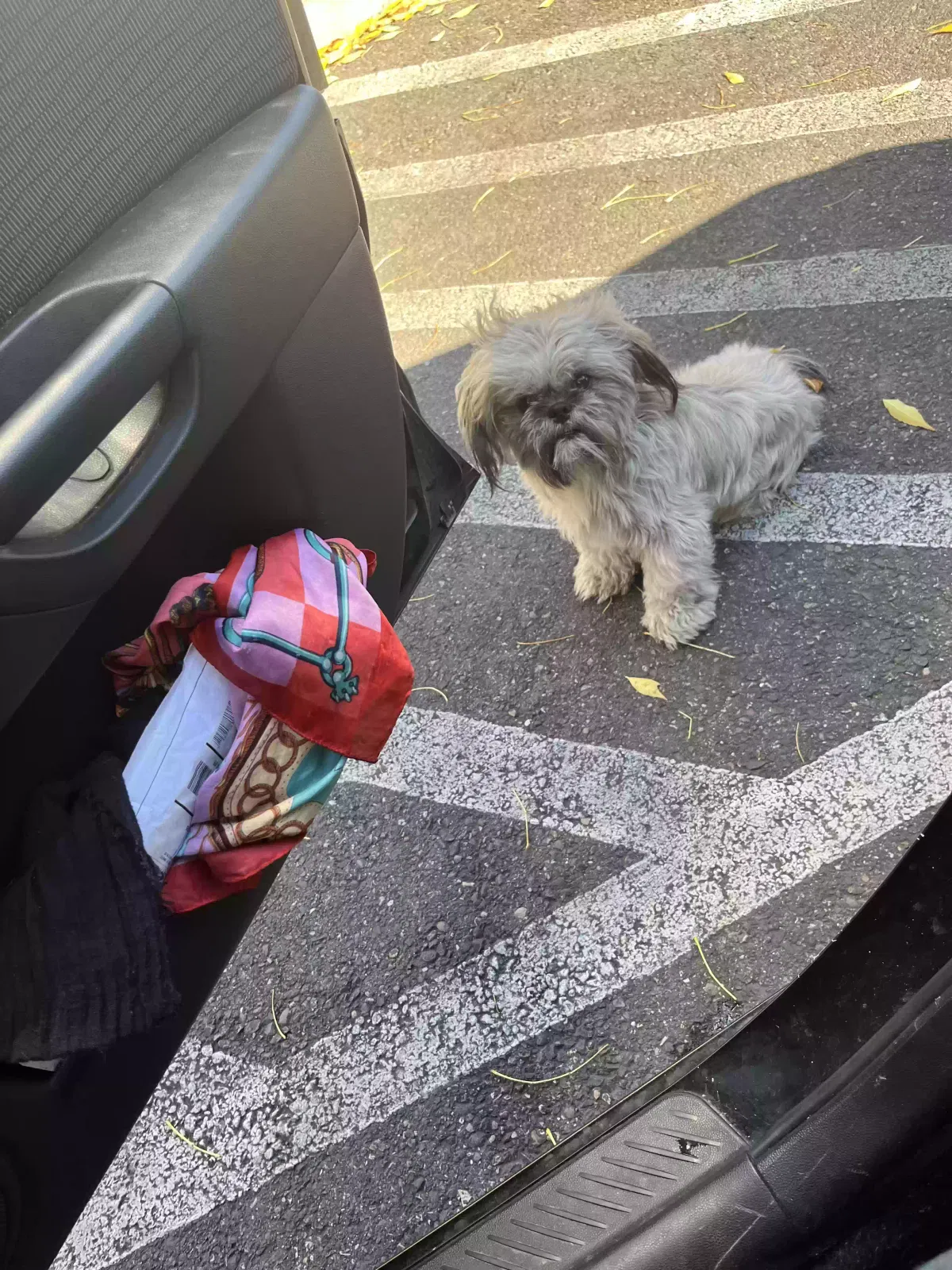 Lost dog in Portland, OR, 97214