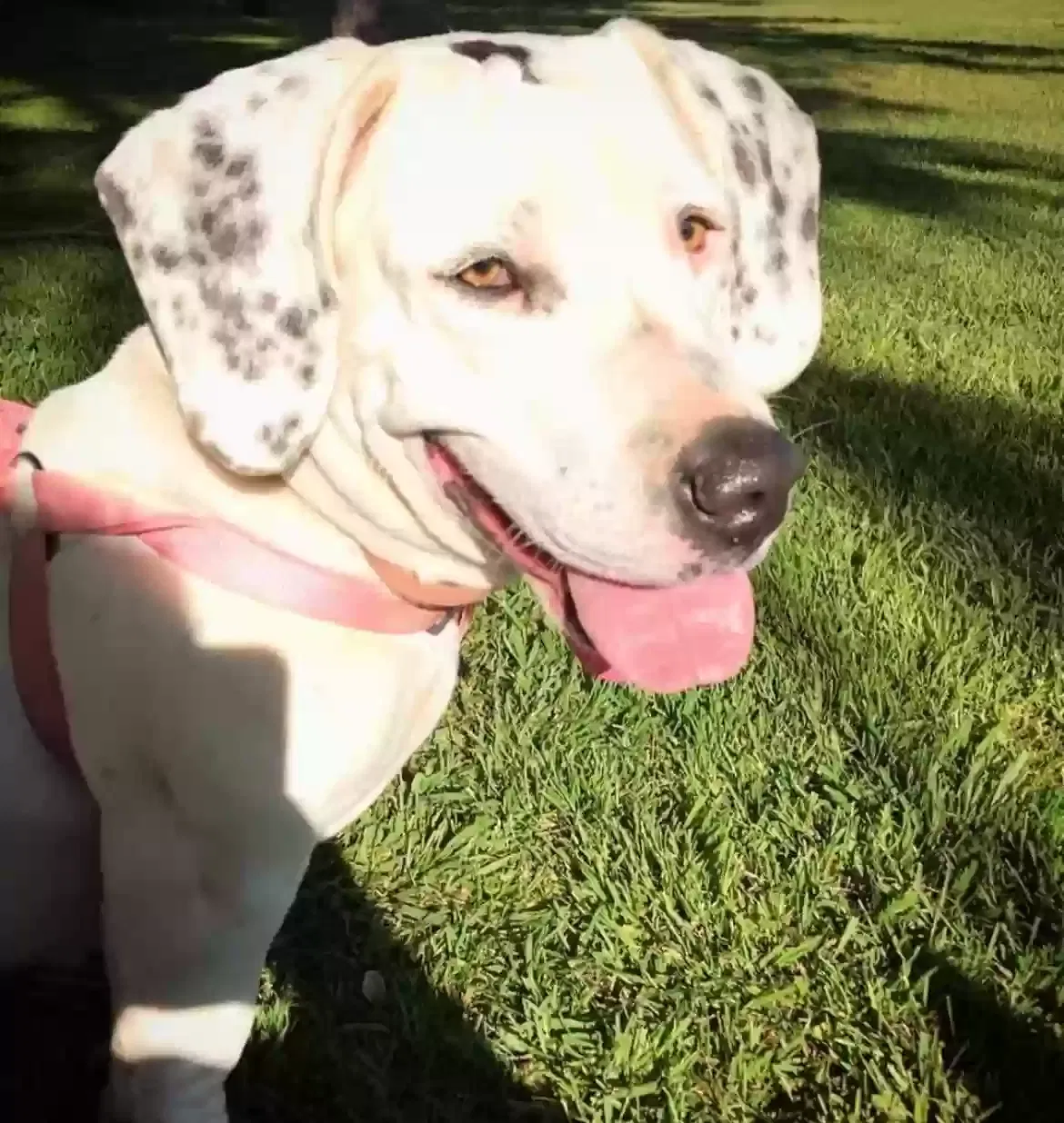 Lost dog in Whitewater, CA, 92282