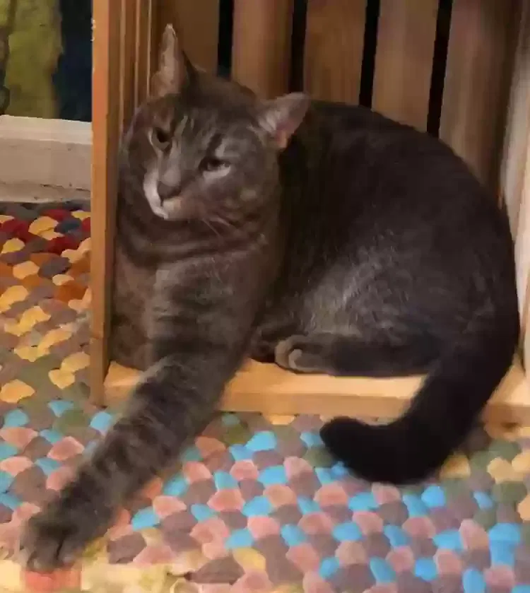 Lost cat in Falls Church, VA, 22046