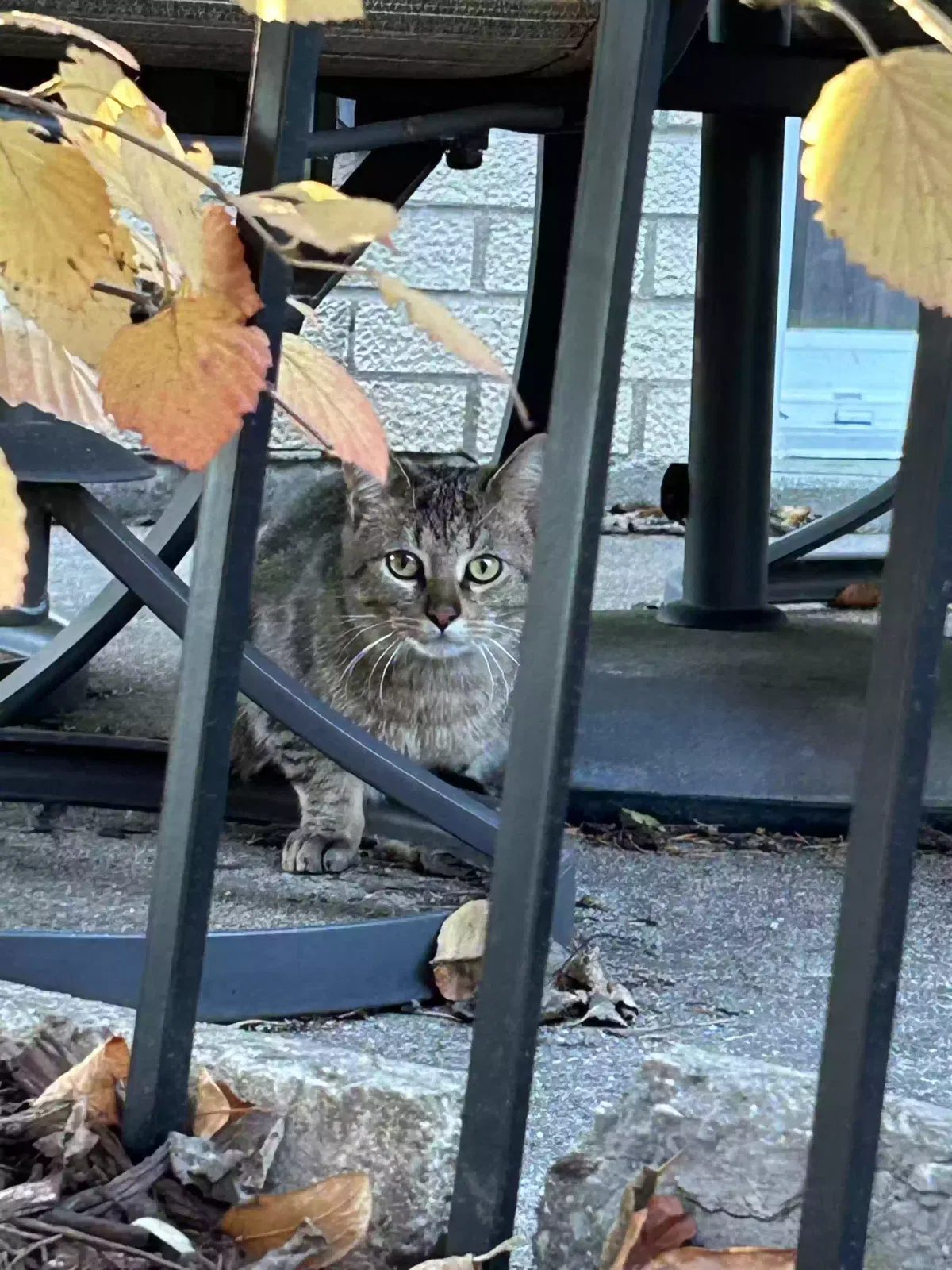 Found cat in Arlington Heights, IL, 60005
