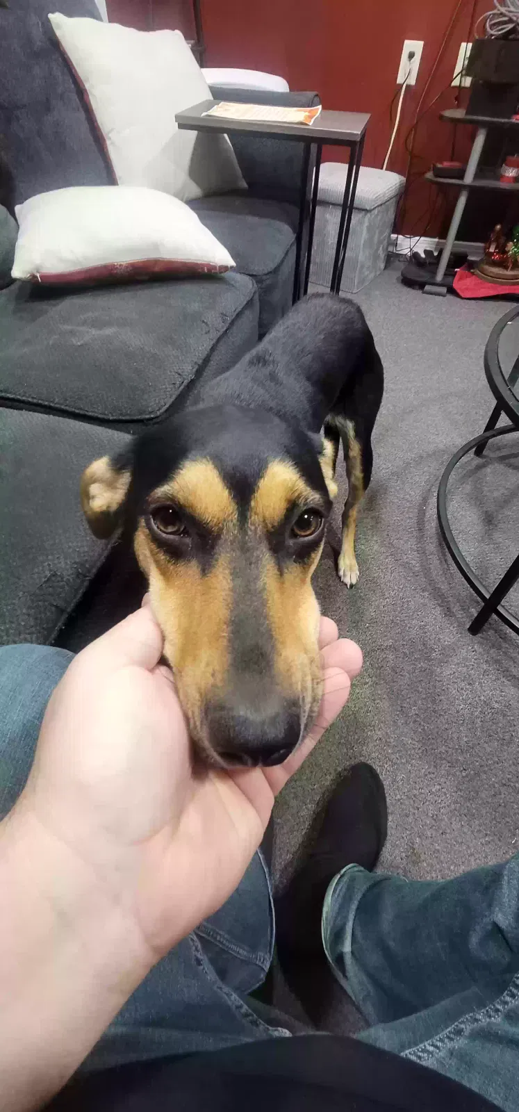 Found dog in Morgantown, WV, 26508