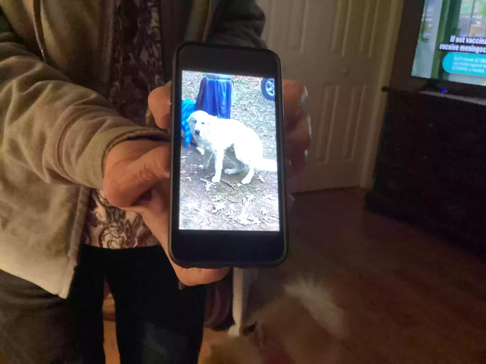 Found dog in Lenoir, NC, 28645