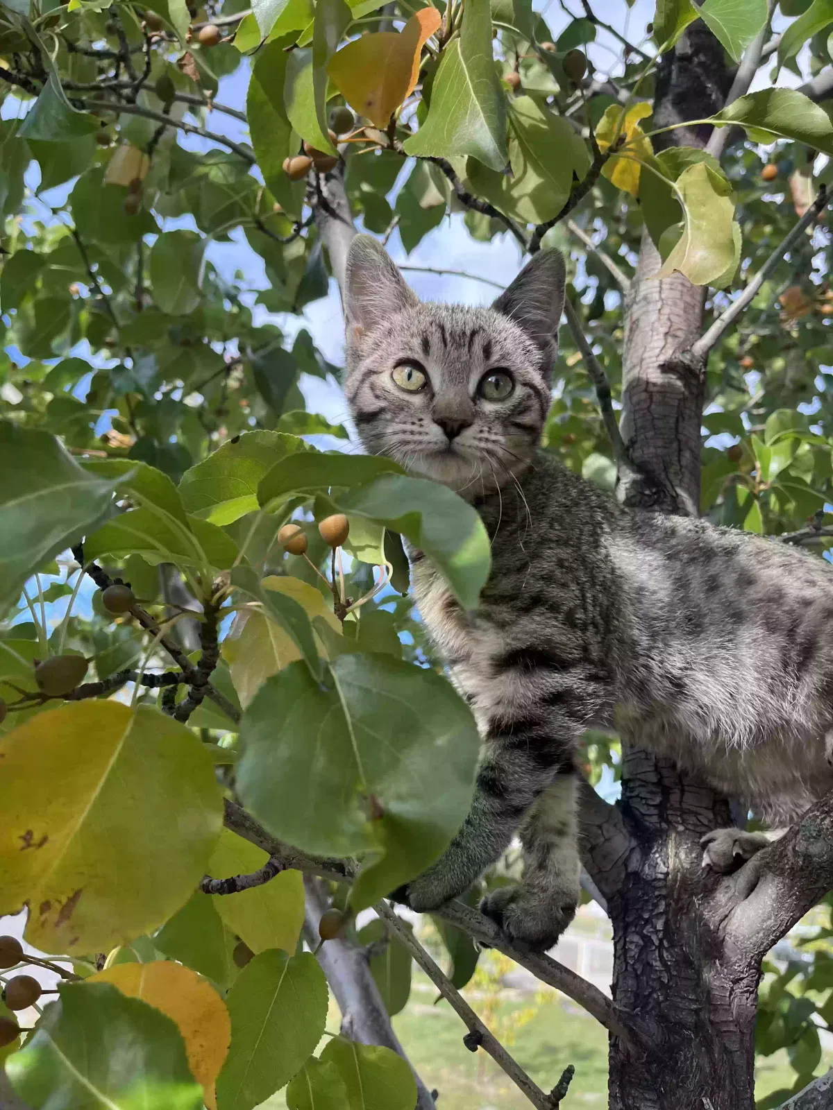 Lost cat in Salt Lake City, UT, 84119