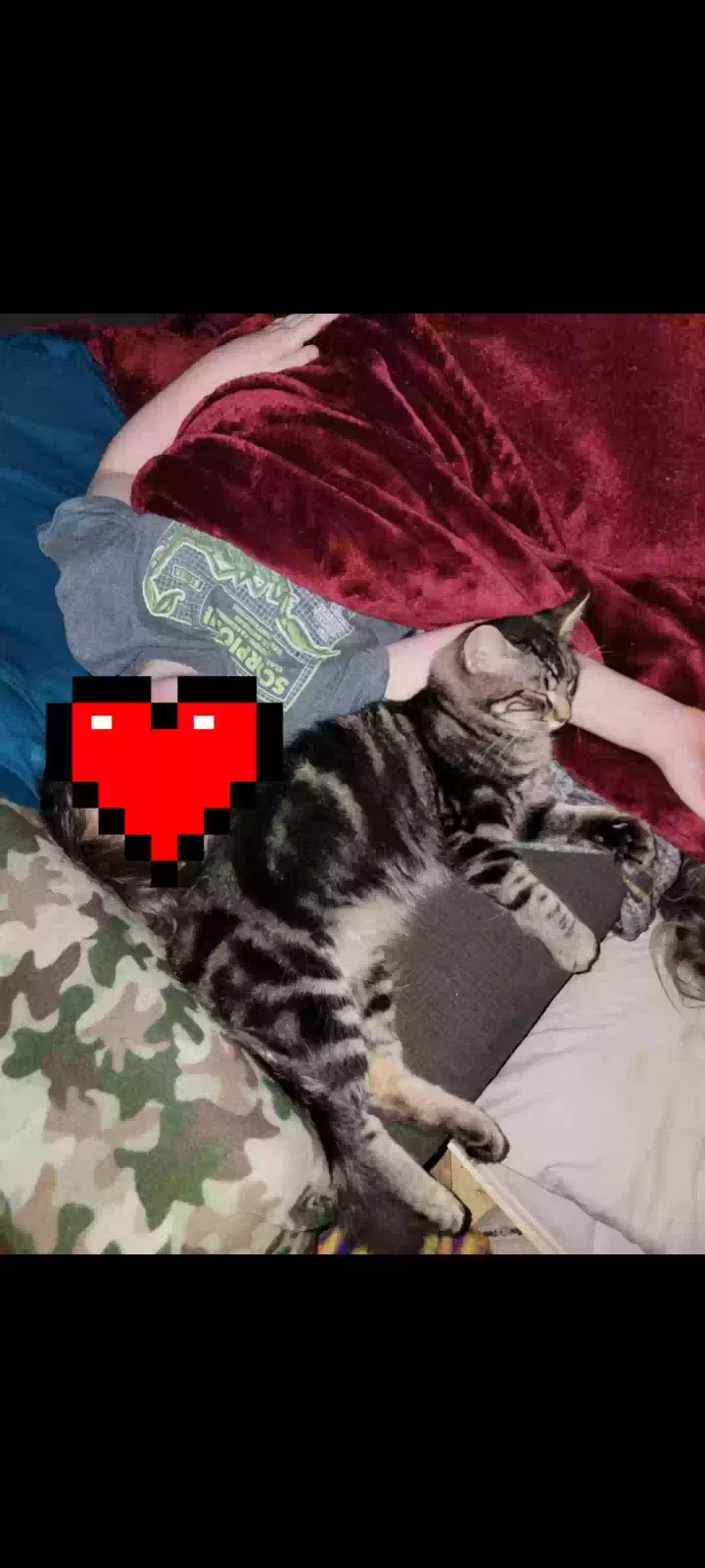 Lost cat in Granite Falls, WA, 98252