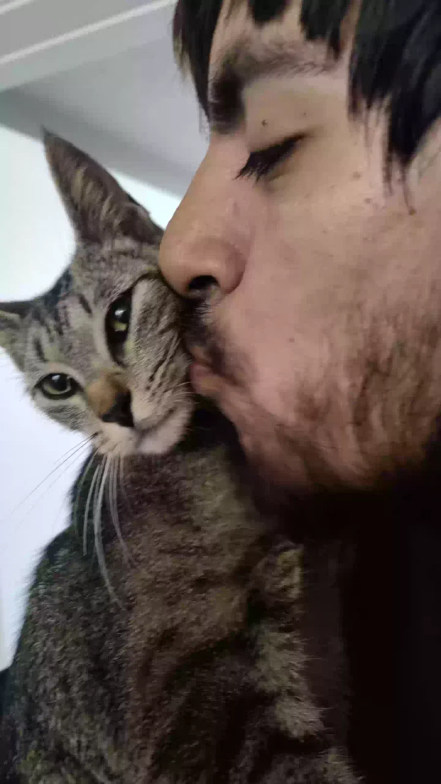 Lost cat in Naples, FL, 34119
