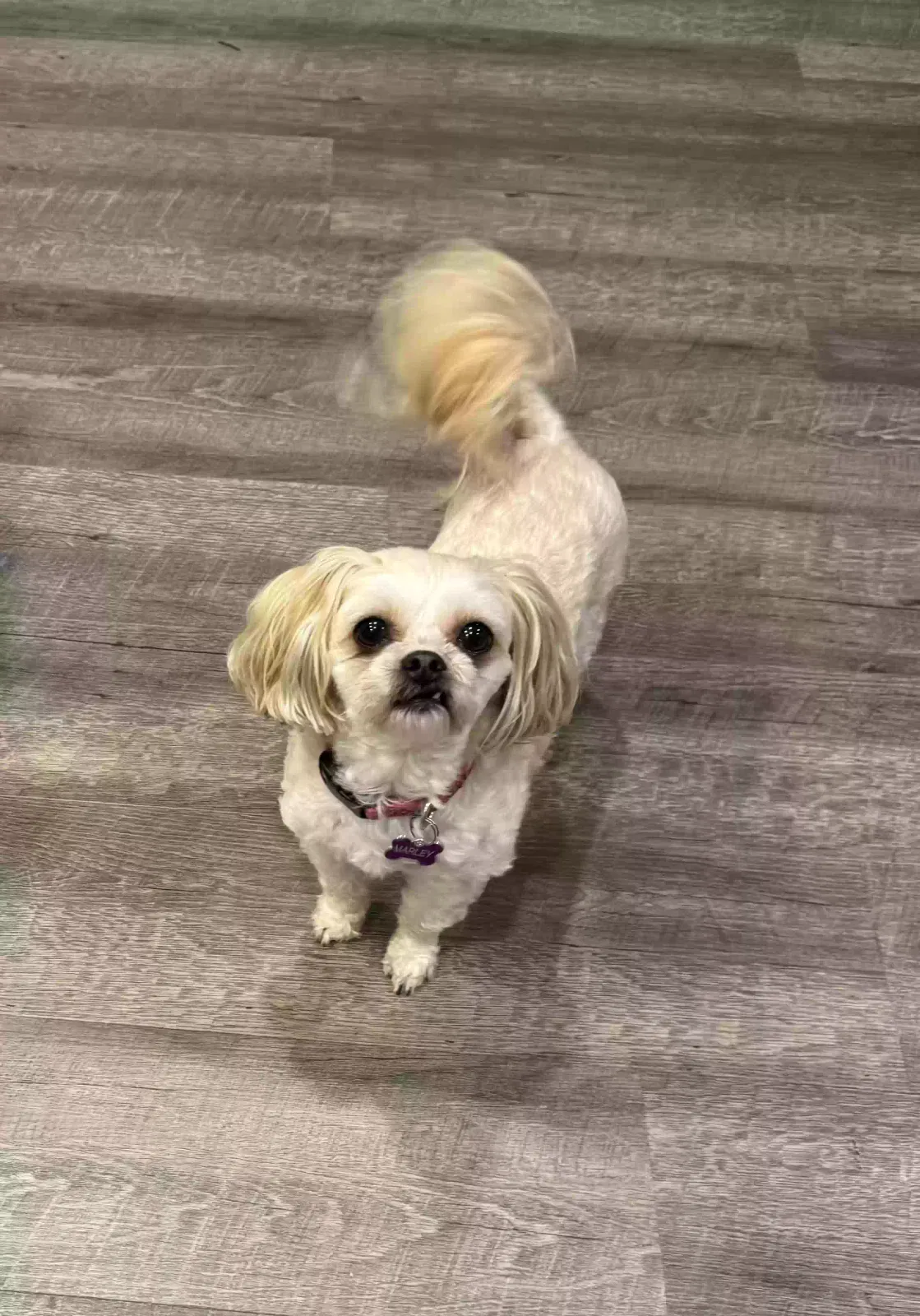 Lost dog in Colgate, WI, 53017